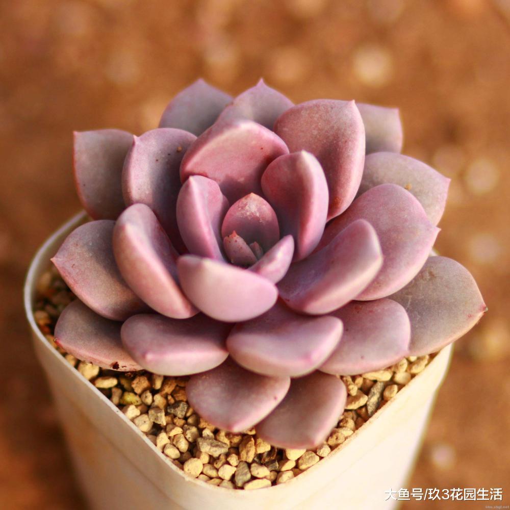 家居养花之多肉植物——黛比