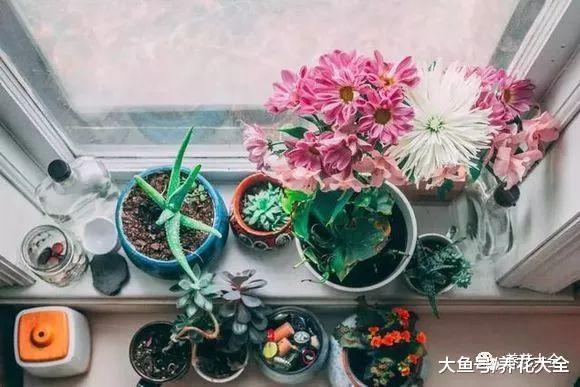 家里的花别乱摆, 摆错了位置, 养一盆死一盆