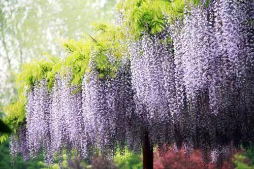 这种紫色的花, 种在阳台、庭院, 完全可以当做门帘用!