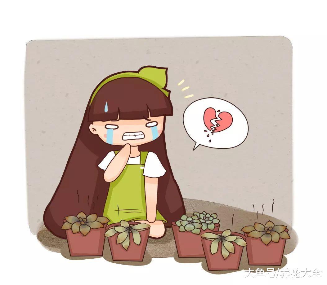 多肉冻成冰糖葫芦, 简单1步, 打了鸡血似的活了!