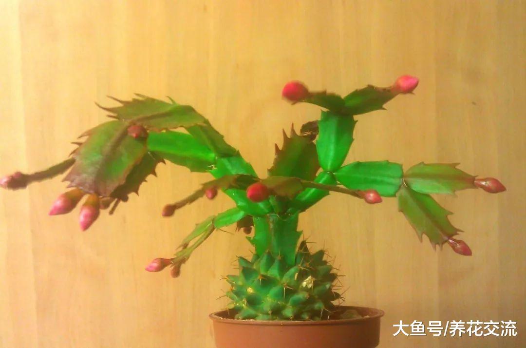 学会嫁接蟹爪兰的几个技巧, 各种仙人掌植物都能轻松驾驭