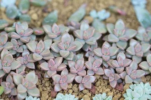 5步学会多肉扦插, 以后都不用买啦, 划算!