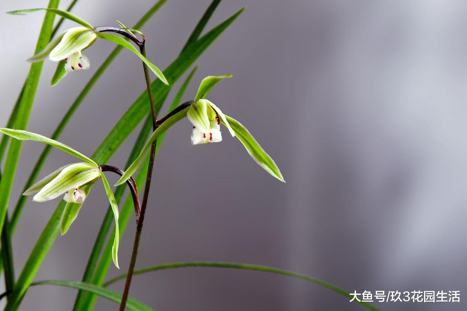 光照太强对兰花会有影响吗?