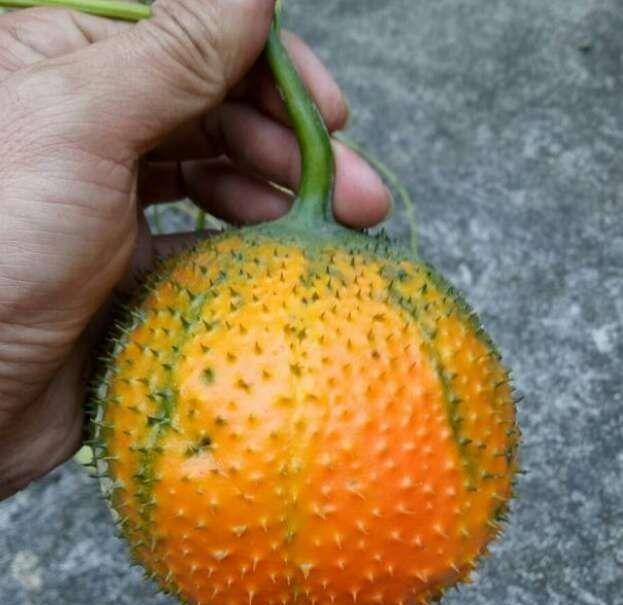 这种植物你见过吗? 农村孩子当球踢, 城里人却高价购买!