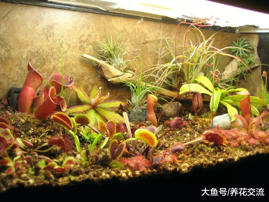 谁说食虫草难养的, 朋友直接用一个箱子就能种出来了