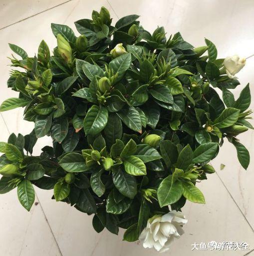绿萝吊这样养, 像打了激素一样, 盆都撑爆了!