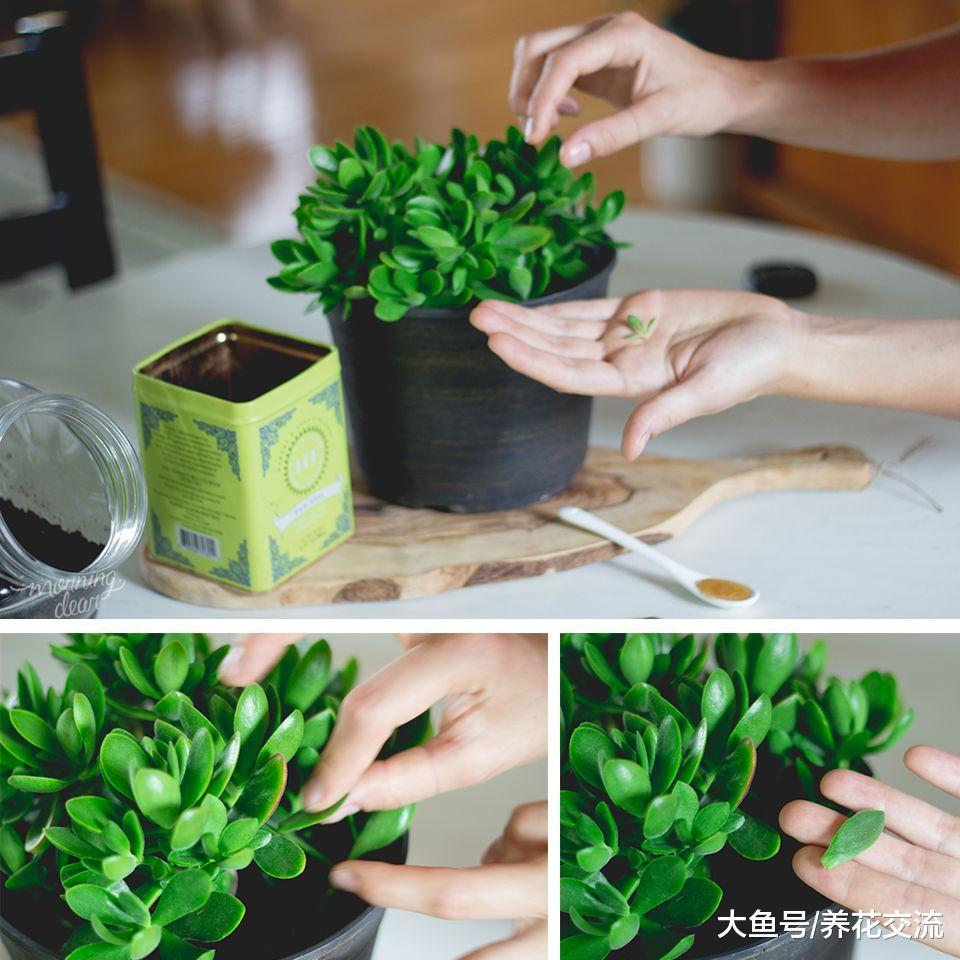 多肉植物如何快速繁殖多盆, 玉树摘下的叶片怎么发芽更快呢?