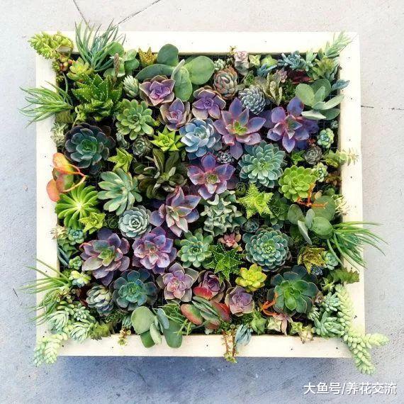 15个多肉植物室内、室外创意, 养出不同规模的多肉小花园