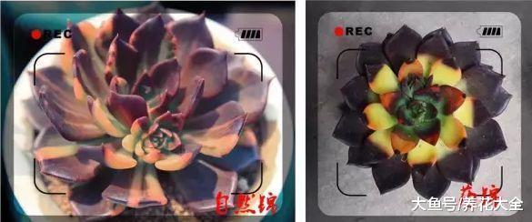 冒死揭秘花市猫腻, 这5种花买一盆死一盆, 过年买花千万注意了!
