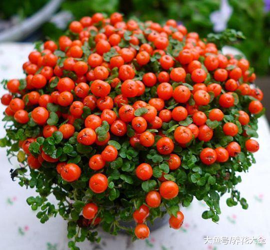 巴掌大一盆花, 却能结果上百个