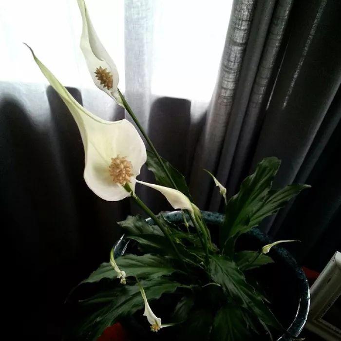 家里种上这些植物, 就能轻松清除家里的有害气体