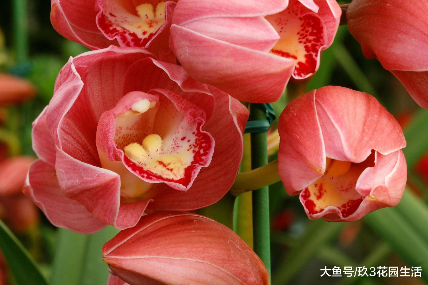 家居养花之年宵花卉二小姐——大花蕙兰