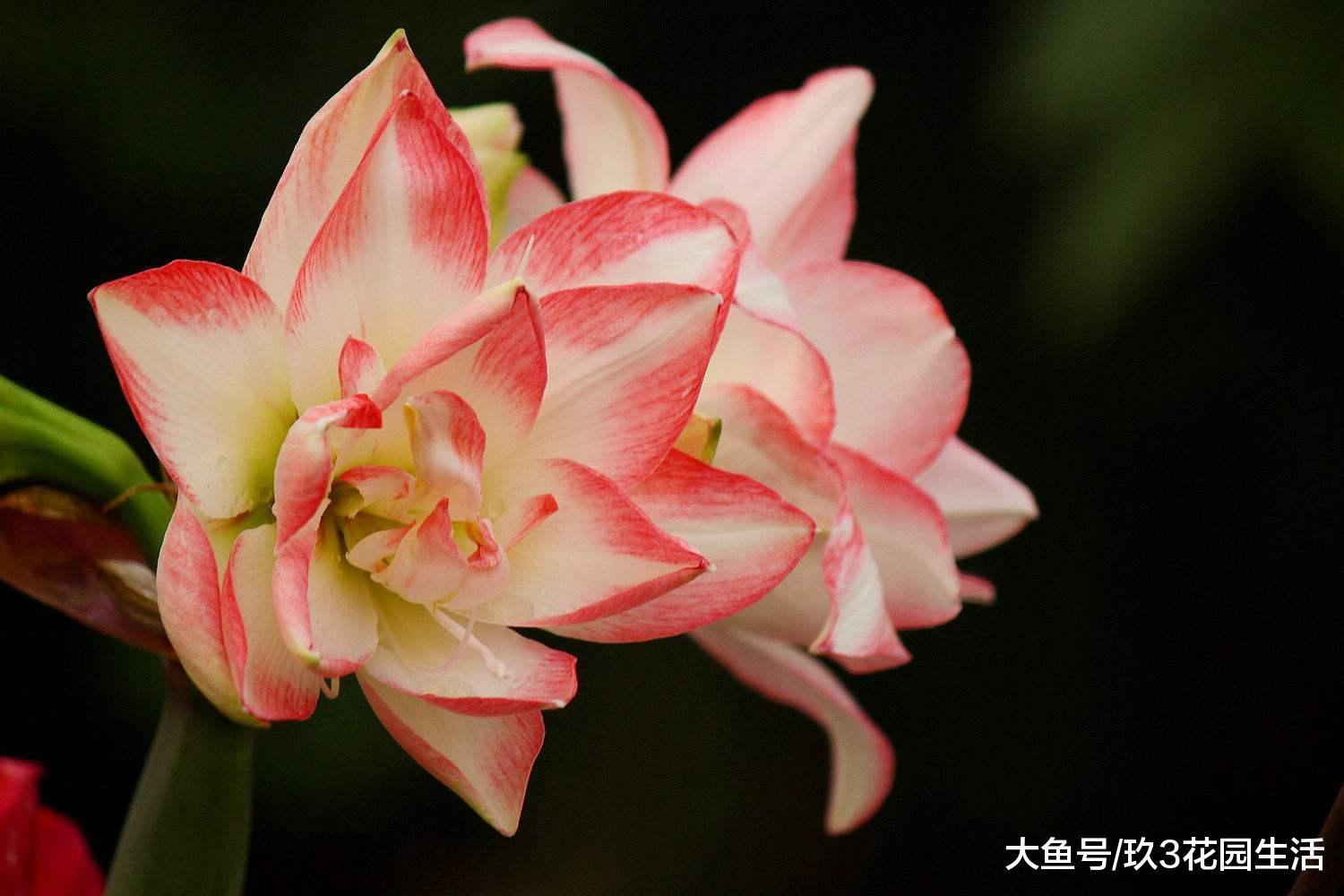 家居养花之炮打四门 ——朱顶红