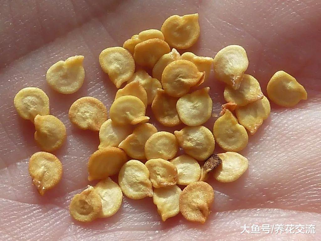 辣椒在花盆里播种繁殖, 掌握几个小技巧就能不断结果