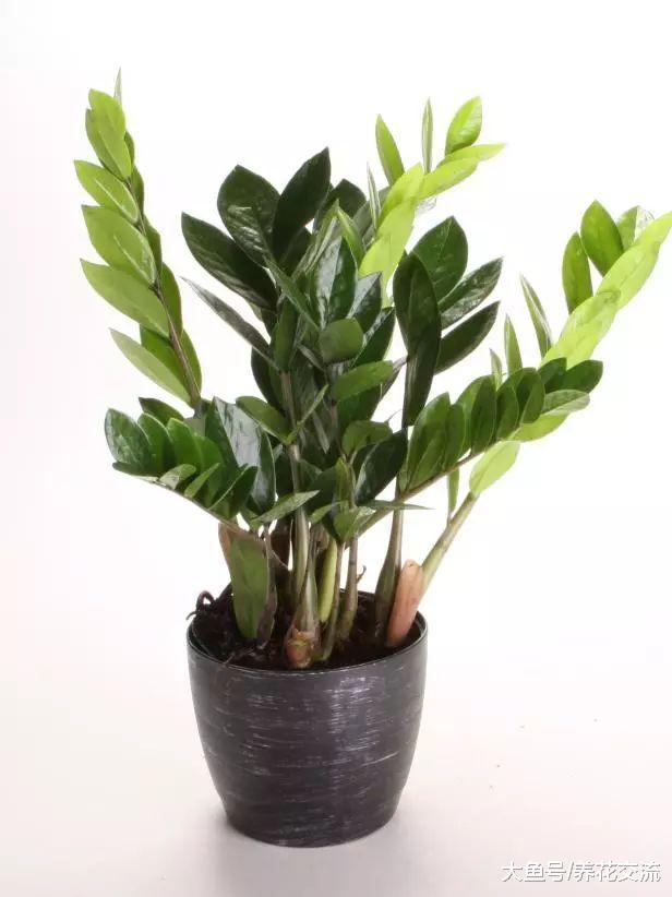 适合养在办公室和家里特别耐阴的13种植物, 没阳光或半阴都能养
