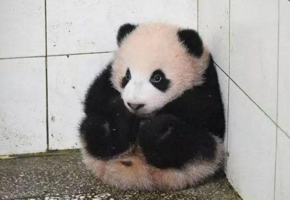 熊猫宝宝总是捣乱, 被清洁阿姨放在角落, 可怜的表情让人萌化了
