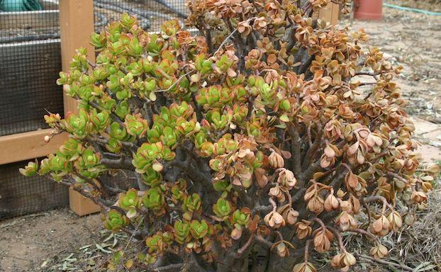 冬季哪些植物对霜冻最敏感? 怎么才能防止花卉被冻伤?