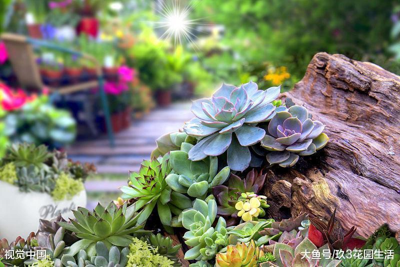 多肉植物中常见的病害: 黑腐病、煤烟病