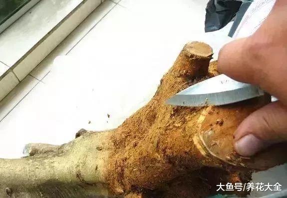 路边捡的树桩, 养了1个月, 没想到还能卖钱