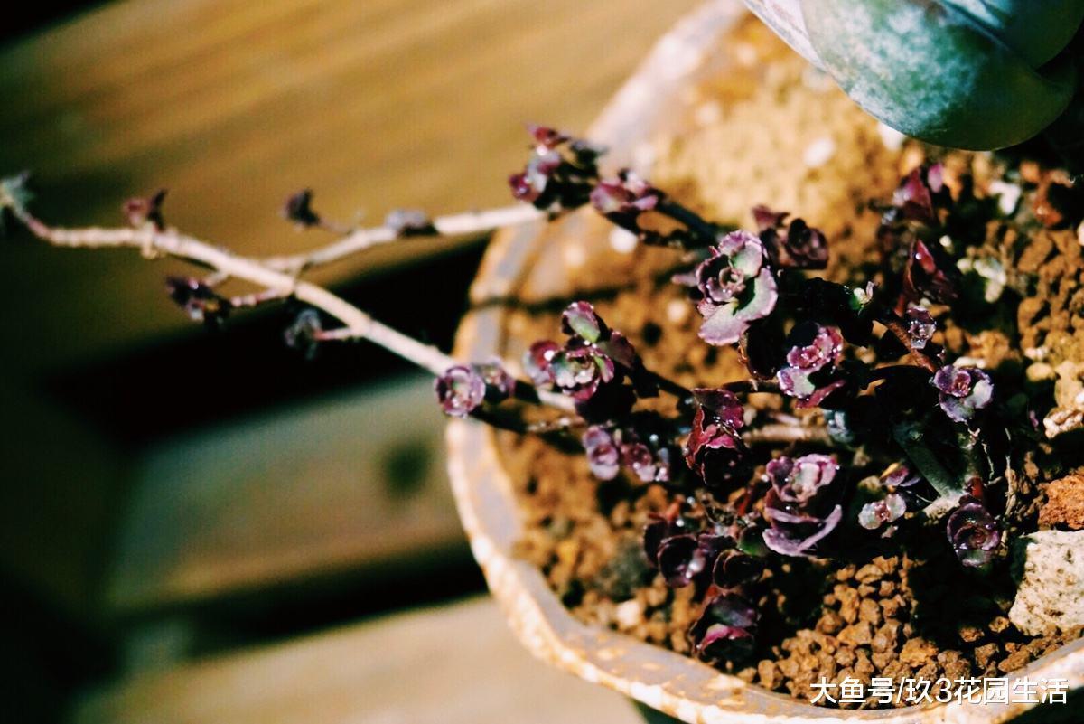 听说败家的女生都喜欢玫瑰? 还有小球玫瑰