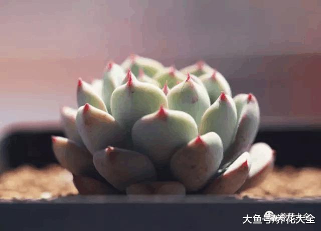 要想多肉长得好, 盆里加点料, 长的越来越萌!