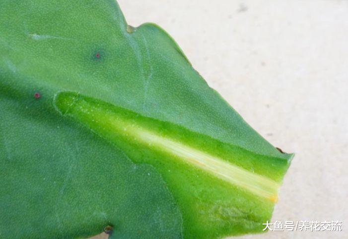 学会嫁接蟹爪兰的几个技巧, 各种仙人掌植物都能轻松驾驭