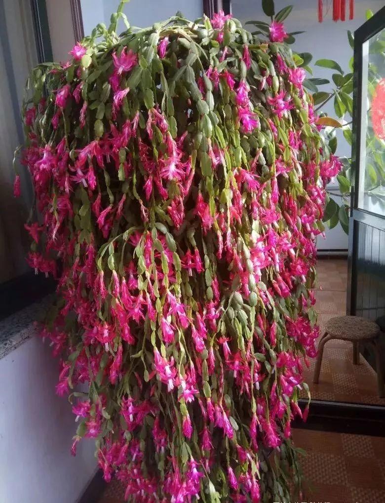 给花喝点神仙水, 大白根蹭蹭长, 秒变100盆