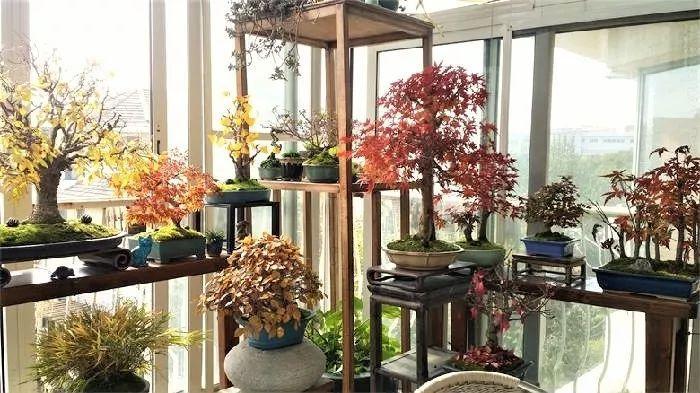 家里摆上花, 才有生机, 才算是个家!