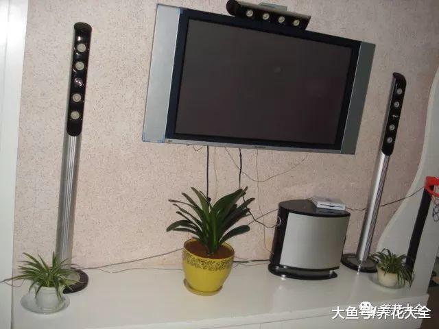 家里的花别乱摆, 摆错了位置, 养一盆死一盆