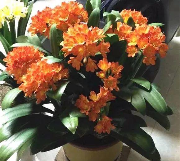 君子兰蝴蝶兰, 低温冻一冻, 开花更多
