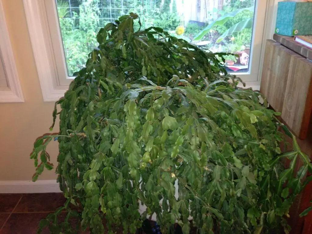 土壤中少了这种东西, 养几十年也不能开花, 加一点就能年年开花