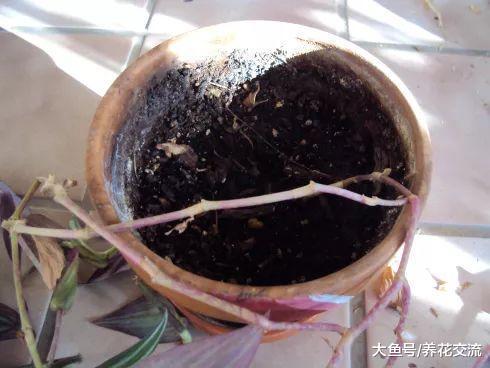 吊竹梅剪下来一段茎直接插入土壤中就能繁殖, 几周时间长满一盆