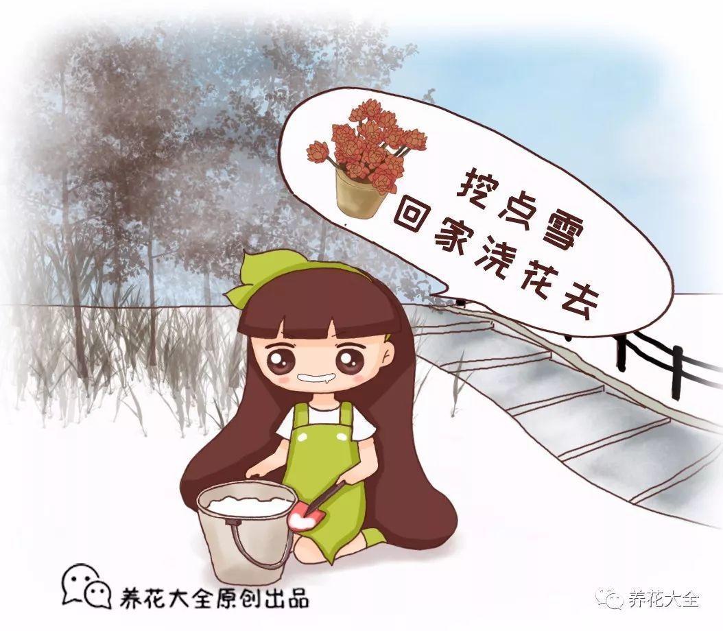 熊孩子把雪塞花盆里, 几天后, 叶子绿的冒油, 还咕噜噜地开花!