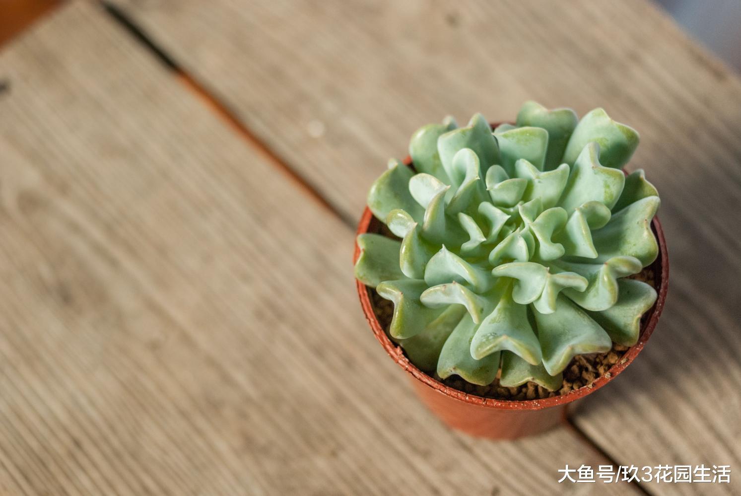 家居养花之多肉植物——特玉莲