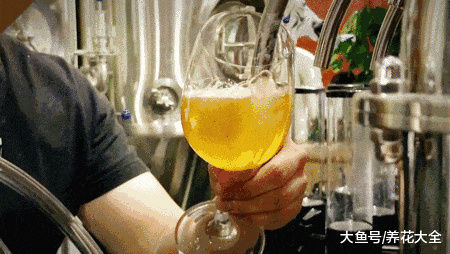 喝剩的啤酒别乱扔, 用来浇花能当肥!
