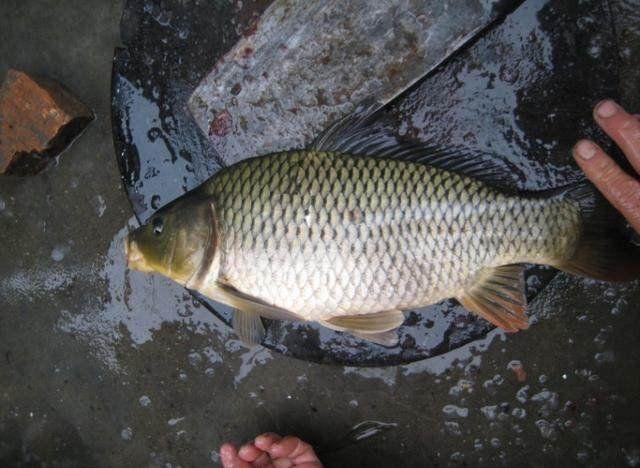 农村小伙不钓鱼却下塘抓鱼, 才花了半小时, 洗衣盆都快装不下