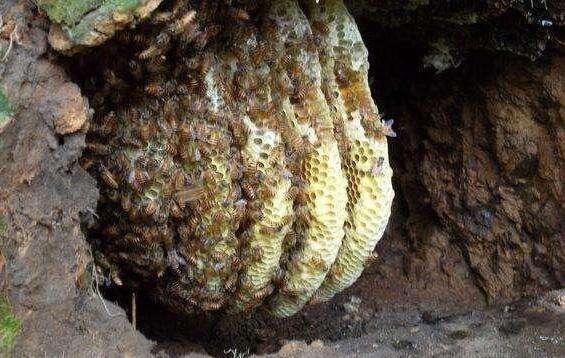 农村大爷山里挖的好东西, 大爷说: 留着自己吃, 给再多钱也不卖