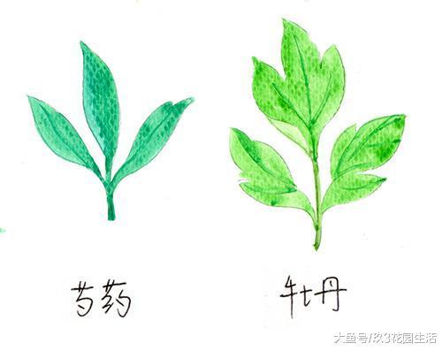 家居养花之花中之相——芍药