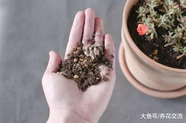 太阳花用这种方法养护, 天天都能开花, 繁殖特别容易