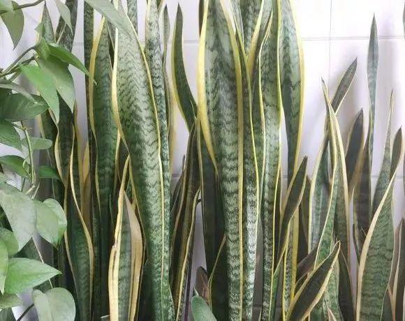 家里养盆它, 净化空气比电器还好使, 关键是还好看!