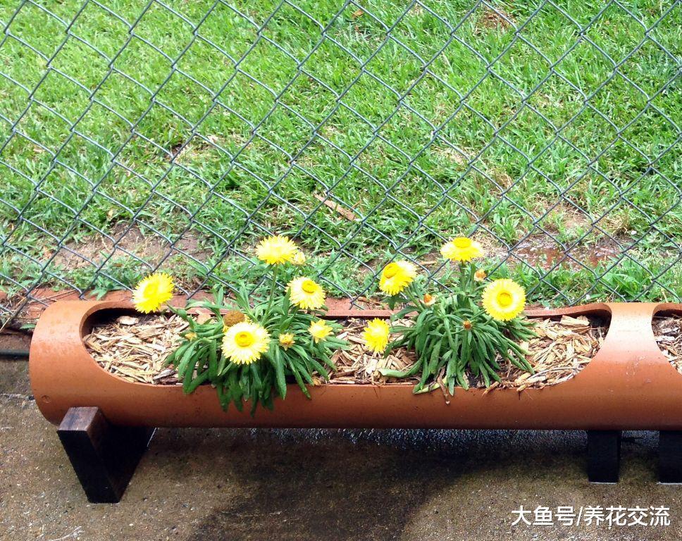 养死上百盆花之后, 朋友濒临死亡的盆栽也能轻松救活