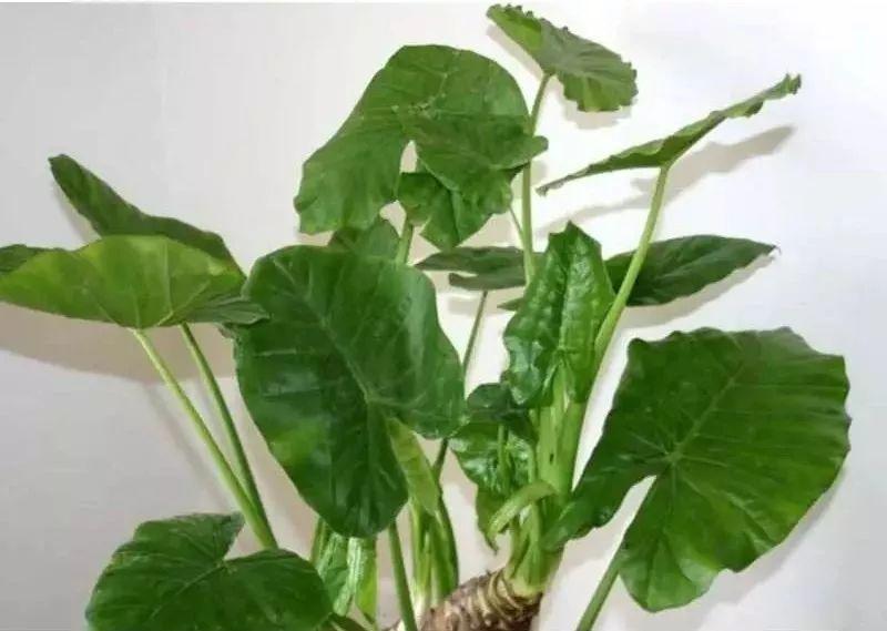 这7种有毒花很危险, 家有老人小孩的要注意