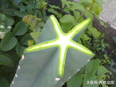 学会嫁接蟹爪兰的几个技巧, 各种仙人掌植物都能轻松驾驭