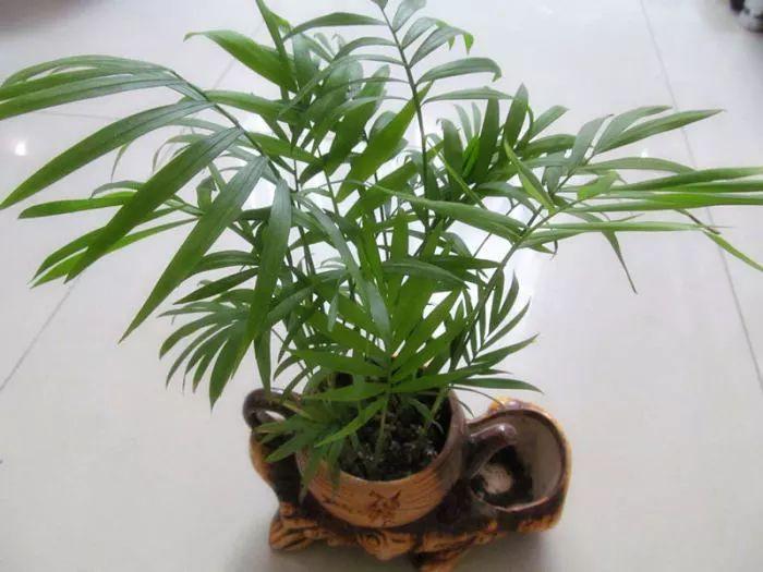 家里种上这些植物, 就能轻松清除家里的有害气体