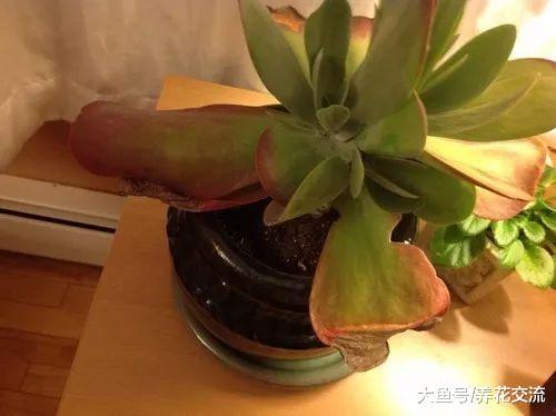 过年在花市买的多肉植物没两天就枯萎化水了, 就是这4个原因了