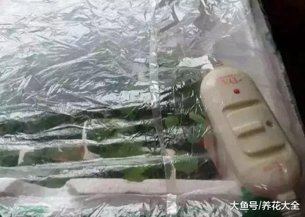 天冷扦插生根慢? 给花铺床电热试试