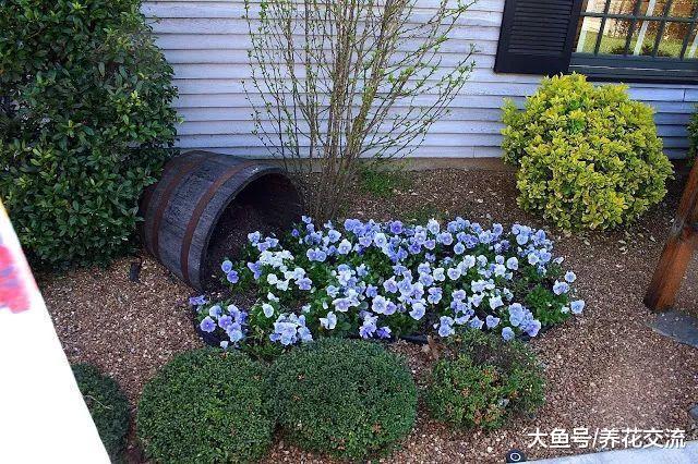 花盆溢出来的花朵都倾泻在地上了, 路人看过没有不艳羡的