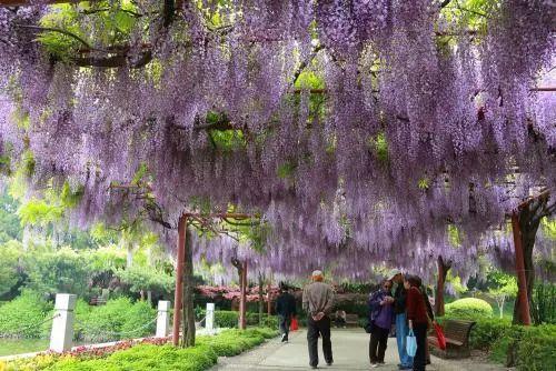 这种紫色的花, 种在阳台、庭院, 完全可以当做门帘用!