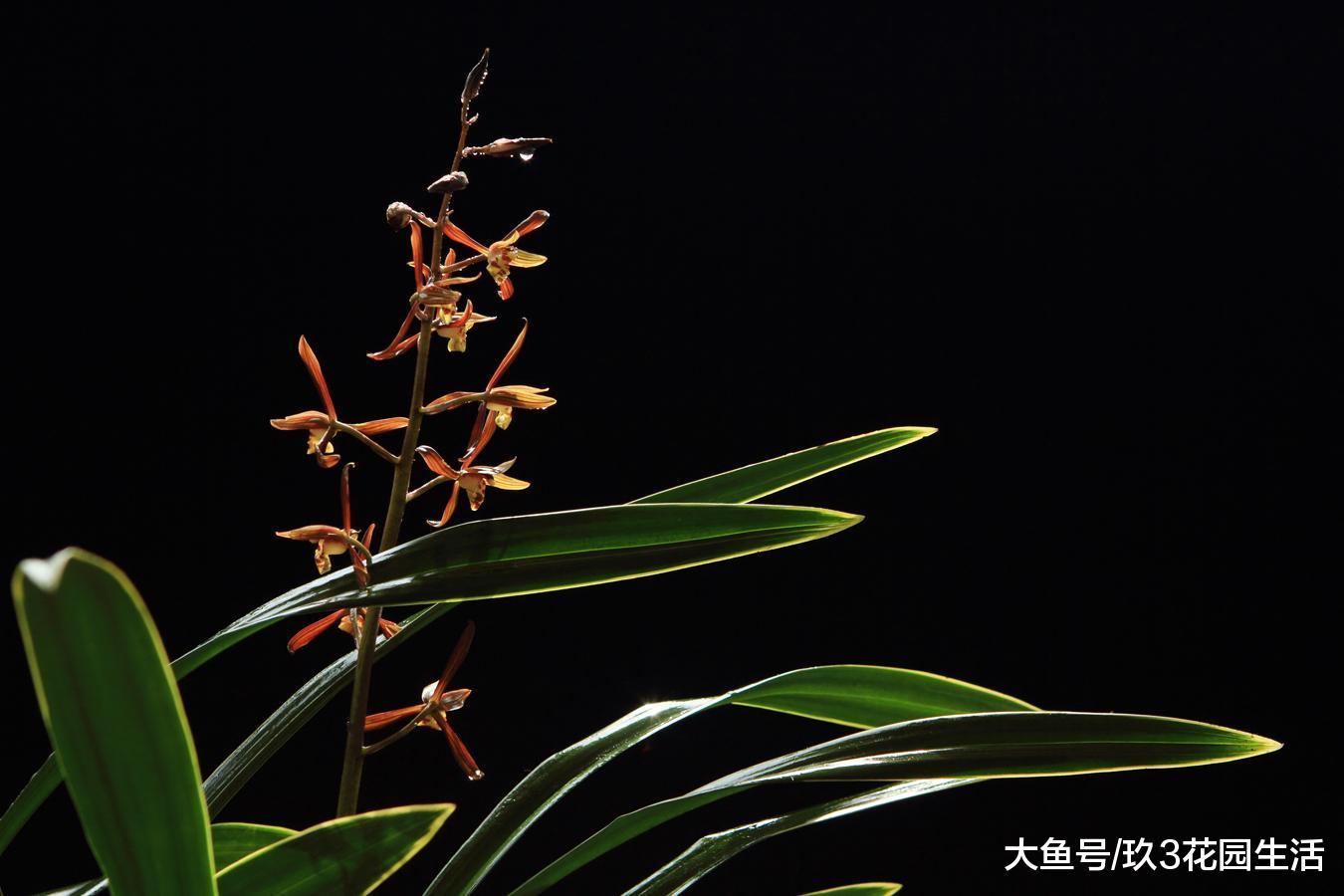 种植大盆的兰花适合选择哪些品种呢?