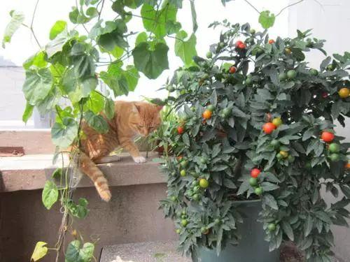 吃剩下的果核什么的都种植起来, 来年就不用买水果啦!